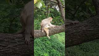 eveningseen।#top #tree #one #monkey #sitting #amazing #may #thinking #look #around #fantasy #shorts