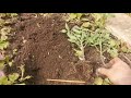 За мгновение до высадки рассады помидоров сделайте так для стимуляции роста корневой системы томата!