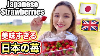 Trying Strawberries From Tochigi, Japan For The First Time | Strawberry Paradise!