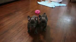 French Bulldog Puppies For Sale