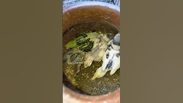 🐦👍அசிங்கமா இருந்த‌ பானைய clean பன்னியாச்சு..🥳#breeding #potclean#howto #lovebirdsbreeding #chicks