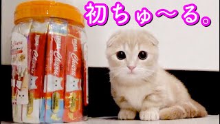 【ASMR】初めてちゅーるを食べる短足マンチカンの子猫が可愛すぎる。
