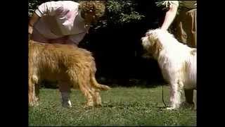 akc otterhound