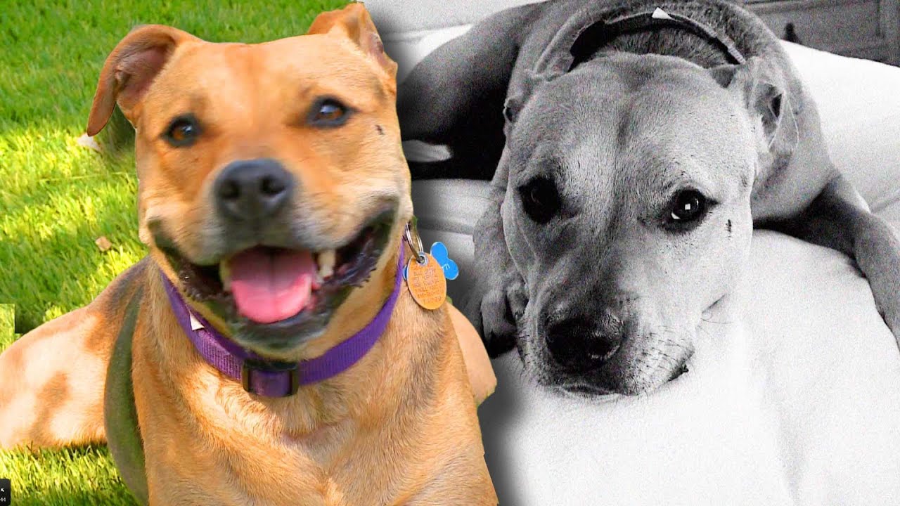 Bild från HAPPY DOGS, SAD DOGS commercial