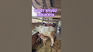 #sapi #sapijumbo #sapilucu #simental #cow #cowvideos #viralvideo #shorts #sapigila #limousinsuper
