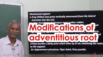 6.Botany | Vegetative Morphology | Modifications of adventitious root