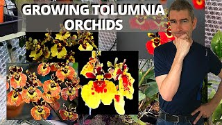 GROWING TOLUMNIA ORCHIDS  setting up for success!