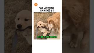 서로에게 빛이 되어 준 천사 #강아지