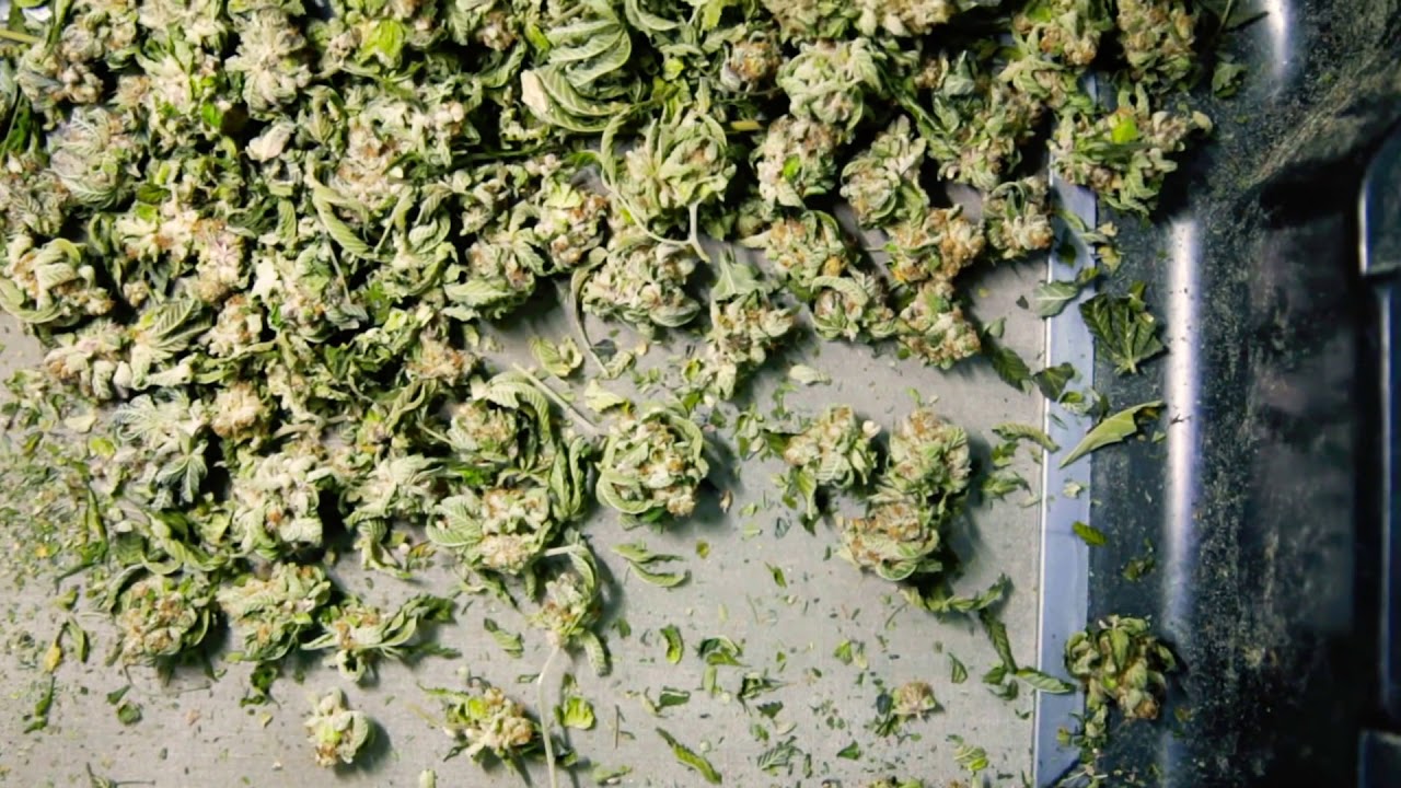 Constellation cannabis final cut