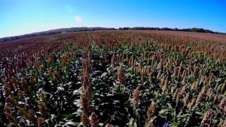 Sugarcane Aphids in Sorghum