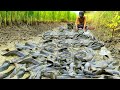 Unique Man Fishing at Rice Field - Best Catching &amp; Catfish By Really Hand Fishing From Dry Mud Water