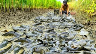 Unique Man Fishing at Rice Field - Best Catching &amp; Catfish By Really Hand Fishing From Dry Mud Water