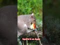 Squirrel &amp; an Apple