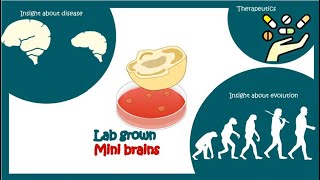 Lab Grown Mini Brain
