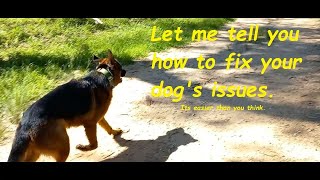 The easy way to fix all of the issues with your dog