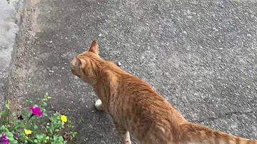 تحميل 全てを知ってしまった猫 Mp4 Mp3 تحميل 全てを知ってしまった猫 Mp4 Mp3