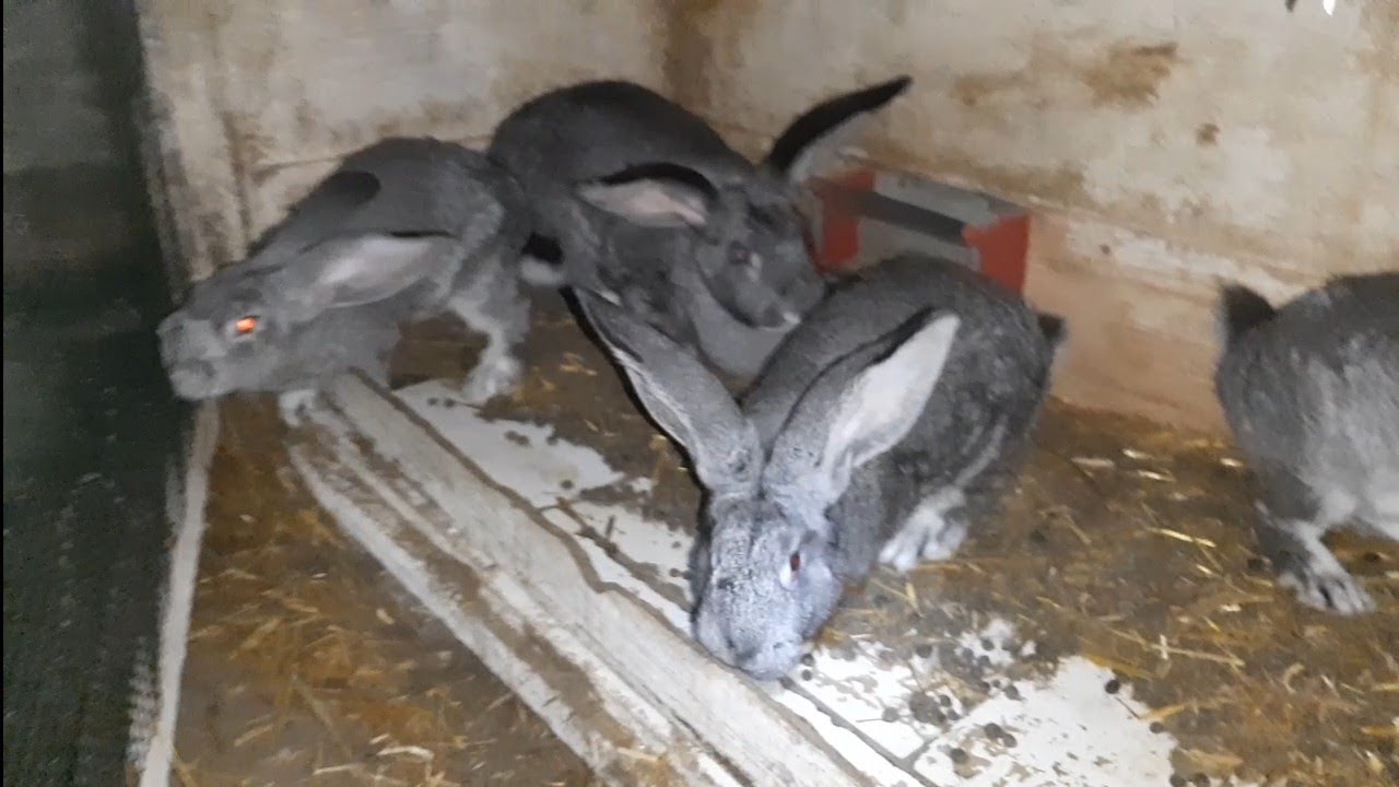 Iepure belgian, 4 generații ( străbunic, bunic, tătic, copil) și alte serii de pui de iepuri