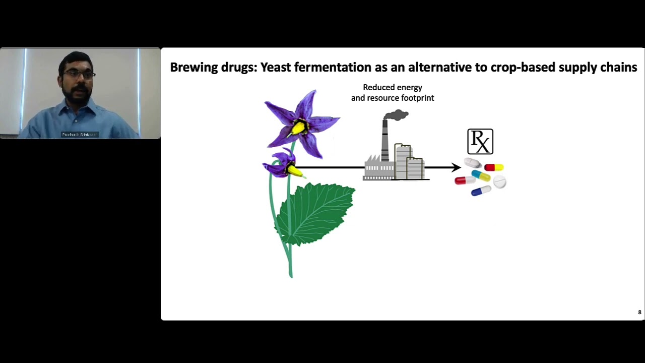 'Yeastern' Medicine: brew nightshade drugs w/ genetically modified yeast and whole-cell engineering