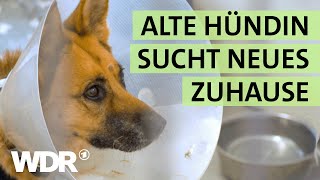 Alte Schäferhündin trauert: Eine TV-Sendung soll aushelfen | S02/E05 | Hallo Tierheim | WDR