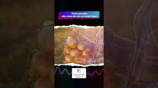 Ja Çfarë Ndodh Me Trupin Kur Hamë Qepë