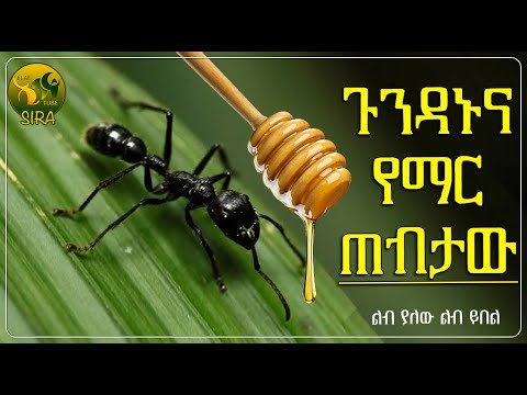 ጉንዳኑና የማሩ ጠብታ አስተማሪ ታሪክ ElafTubeSIRA