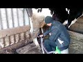 приучаем коров к доильному аппарату//первая дойка для коровы и аппарата