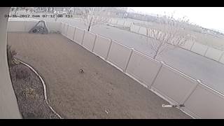 Easter Thief - Bird steals all of the kids Easter Eggs