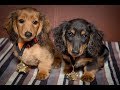 Romanee & Conti - Miniature Dachshund Puppies - 4 Weeks Residential Dog Training