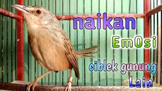 naikan emosi ciblek gunung lain || terapi pancingan bikin rajin bunyi