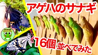 アゲハのサナギ16個を壁に貼り付けて24日間連続撮影したら・・・【byおたま日記】