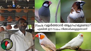 തുടക്കകാർ Finch വളർത്തുമ്പോൾ ശ്രദ്ധിക്കേണ്ട കാര്യങ്ങൾ || Best Finches For Beginners || Malayalam ||