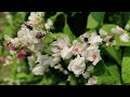 Bees collecting sweets from bloom flowers