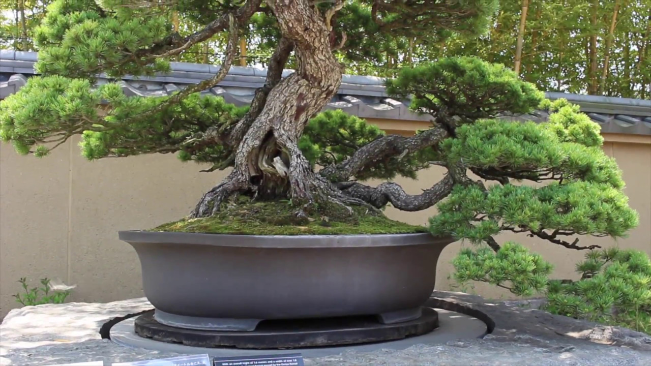 Omiya Bonsai Art Museum - YouTube