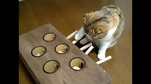 Cat Plays Homemade Whack A Mole Game
