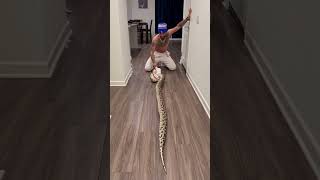 Feeding My Burmese Python A Rabbit He Thinks Hes Hunting