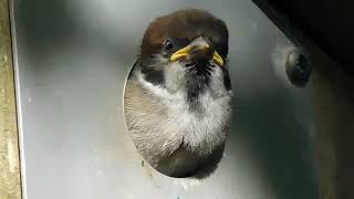 Tree Sparrow and Fledgling
