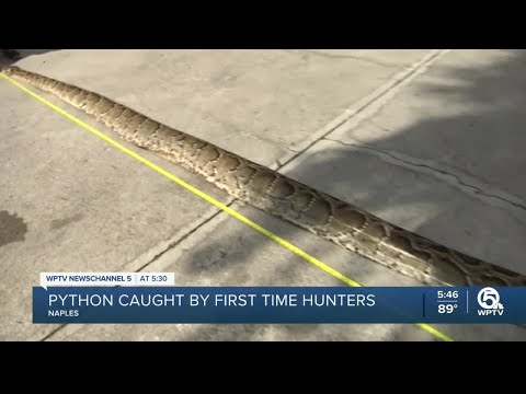 Record-setting python caught by first-time hunters