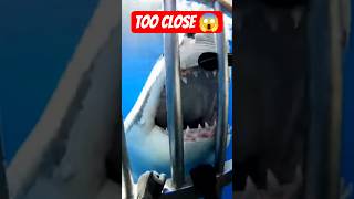 POV: The Moment the Cage BROKE 😱🦈 #SharkAttack #shorts #viral #trending #shark