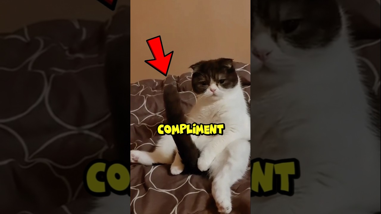 The Real Reason Cats Show You Their Butt! 😹🍑