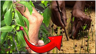 How to grow SANDALWOOD tree from SEED at Home