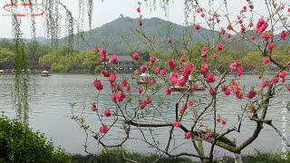 人间最美是西湖 阳春三月，遍赏杭州西湖如画美景01苏堤春晓/HangZhou West Lake01