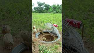 Amazing Underground Quail Trap shorts create traps