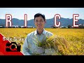 Organic Japanese Rice Farmer | Bite Size Q2
