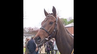 Racehorse - La Pulga - Thirsk Racecourse