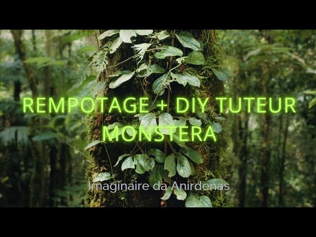 Rempotage + DIY tuteur Monstera