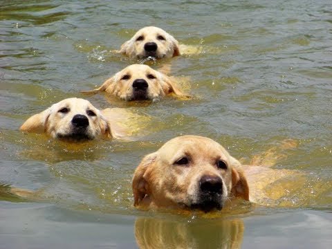 Puppies first time down at the pond Puppies first time down at the pond