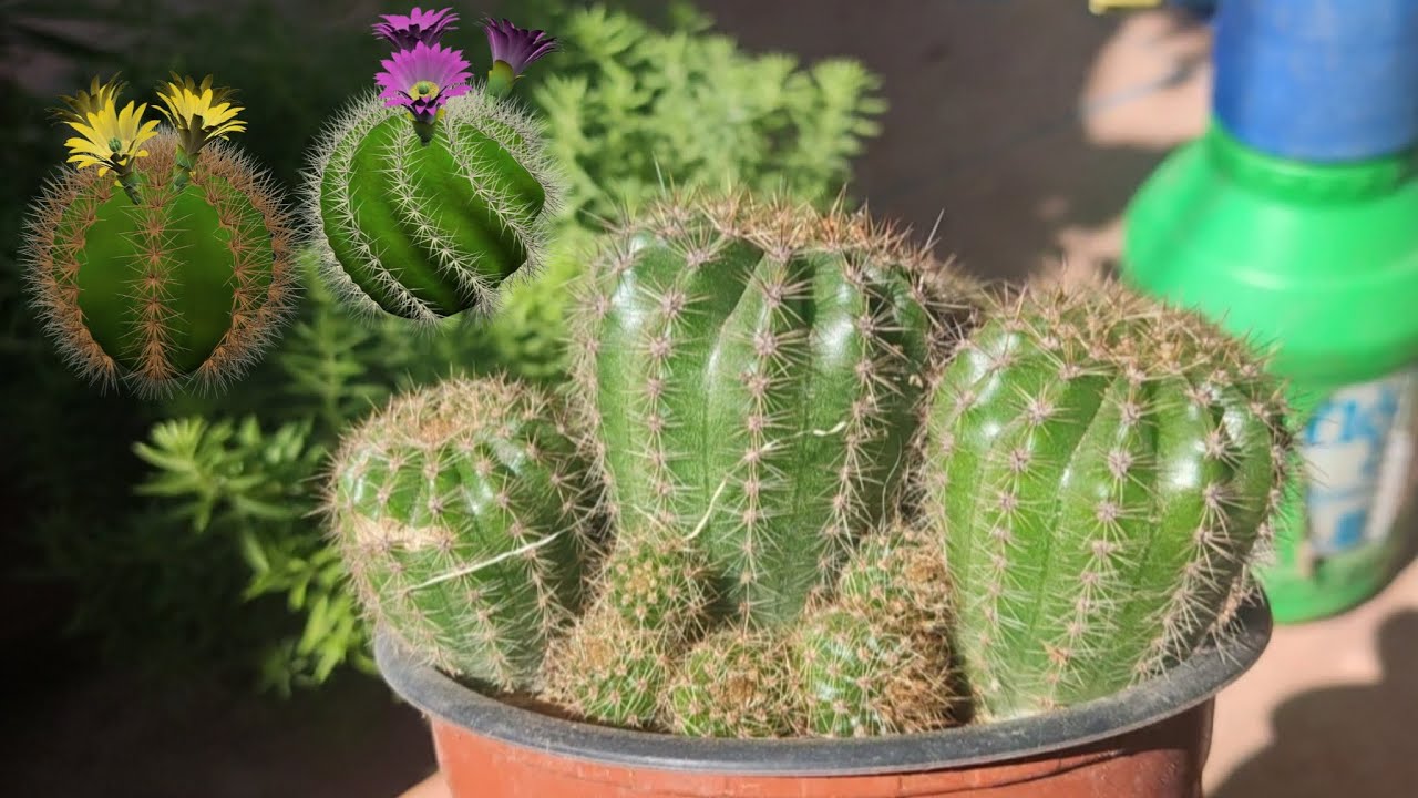 أسهل طريقة إكثار صبار القنفذ في المنزل بسهولة 🌵#الزراعة_المنزلية