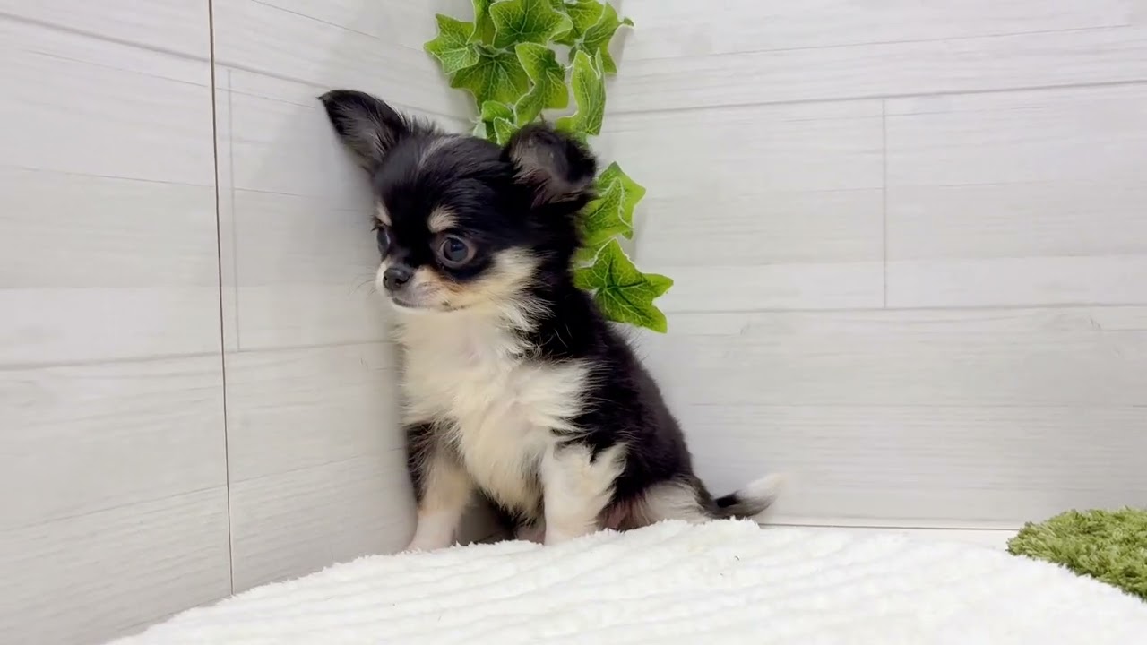 196515チワワ - YouTube