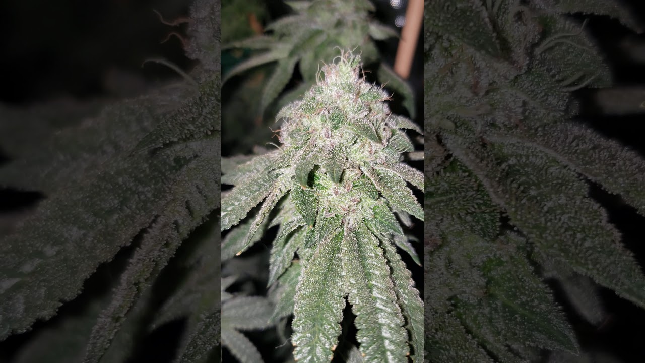 A Look at cannabis in week 7 of flower at the end of the day
