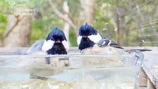 ヒガラ2羽、めちゃ狭いバードバスに一緒に入る！かわいい！！（2023/09/30）